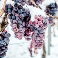 Flavor Shot Just Grape 120ml